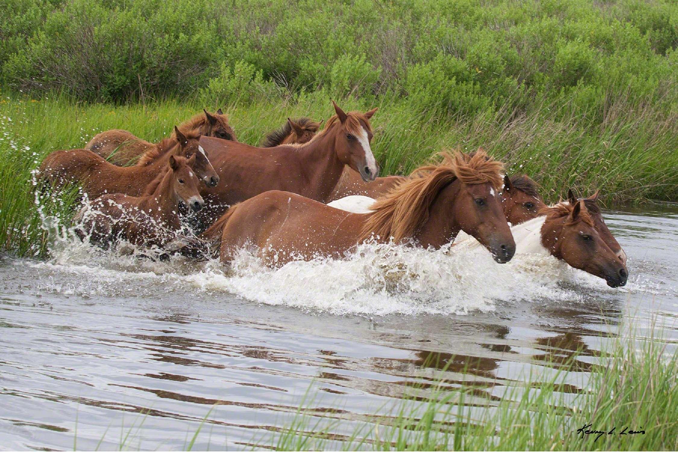 Hampton Inn & Suites Chincoteague-Waterfront, Va Luaran gambar